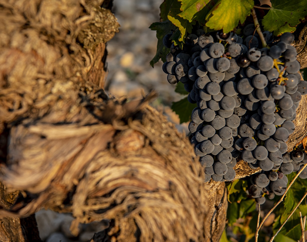 _0001_pdd-terroir-min vigne Plan de Dieu