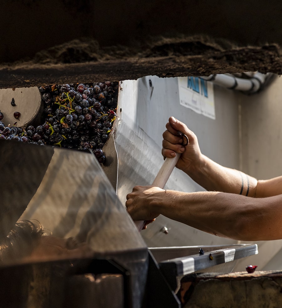 Plan de dieu vigneron